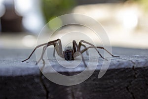 Giant house spider eratigena artica on wood