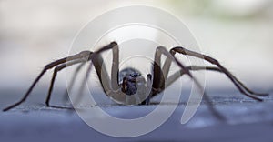 Giant house spider eratigena artica on wood