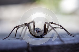 Giant house spider eratigena artica on wood