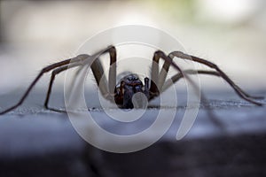 Giant house spider eratigena artica on wood