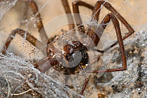 Giant House Spider, Eratigena atrica