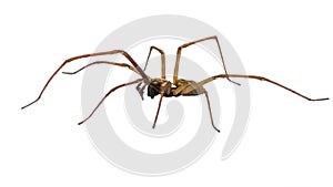 Giant house spider sideview isolated on white background