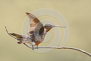 Giant Hummingbird - Patagona gigas