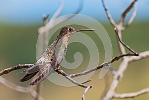 Giant Hummingbird - Patagona gigas