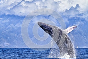 Giant humpback in full breach near Lahaina on Maui.