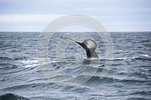 Giant Humpback Whale Tale in Iceland