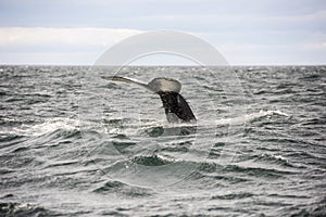 Giant Humpback Whale Tale in Iceland