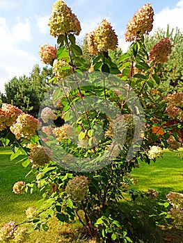 Giant hydrangea in the garden