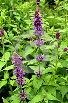 Giant Hyssop : Agastache `Blue Boa`