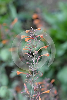 Giant hyssop Apricot Sprite