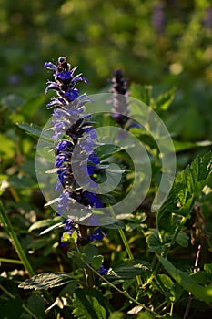 Giant hyssop in blooming period. agastache mexicana medicinal herb