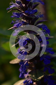 Giant hyssop in blooming period. agastache mexicana medicinal herb