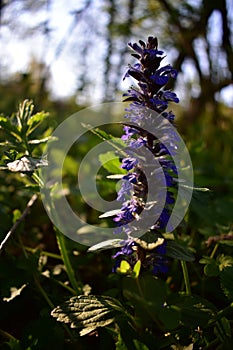 Giant hyssop in blooming period. agastache mexicana medicinal herb