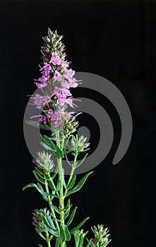 Giant Hyssop Pink Dark Background