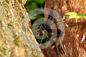 Giant Ichneumon Wasp (Megarhyssa atrata)