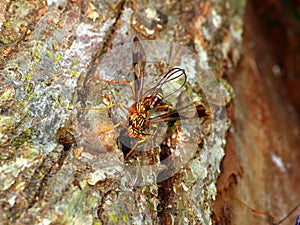 Giant Ichneumon Wasp (Megarhyssa macrurus)