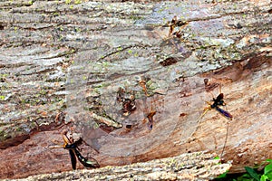 Giant Ichneumon Wasps in Illinois