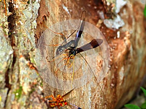 Giant Ichneumon Wasps in Illinois