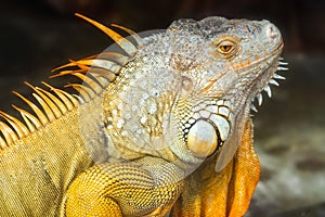 Giant iguana portrait is resting in the zoo