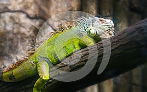 Giant iguana portrait is resting in the zoo