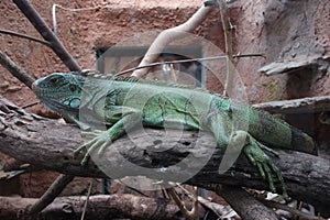 Giant Iguana in South Florida