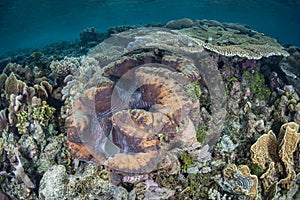 Giant on Indonesian Reef