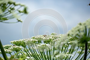 Giant inflorescence of Hogweed plant. Heracleum sphondylium.