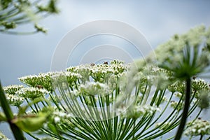 Giant inflorescence of Hogweed plant. Heracleum sphondylium.