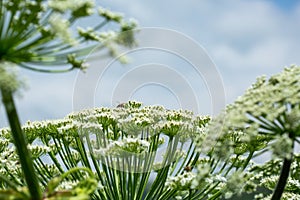 Giant inflorescence of Hogweed plant. Heracleum sphondylium.