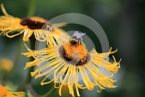 Giant Inula Helenium flowers with a bumblebee