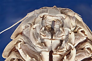 Giant isopod detail photo