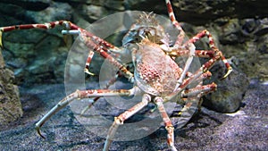 Giant japanese spider crab