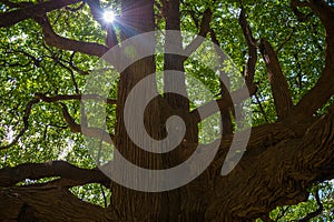 Ancient tree with broad spreading branches. Low angle view to green canopy and sun flare