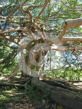 Giant Javan Fig Tree - Roots and branches