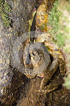 Giant jungle toad or River Toad , Asian giant toad Phrynoidis aspera, wildlife,Thailand