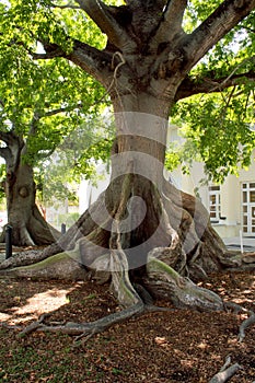 Giant Kapok Tree, Key West