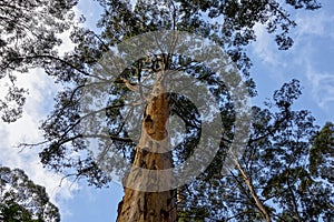 Giant karri tree called Goucester Tree near Pemberton in Western Australia