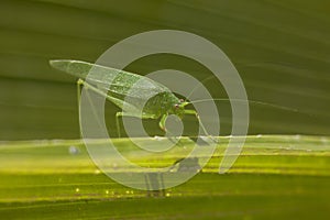 Giant Katydid Long Legged Green Leaf Grass Hopper