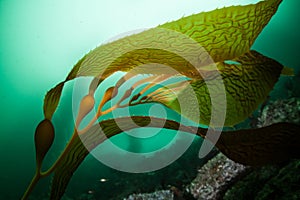 Giant Kelp 3