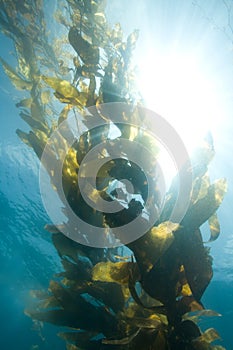 Giant Kelp photo