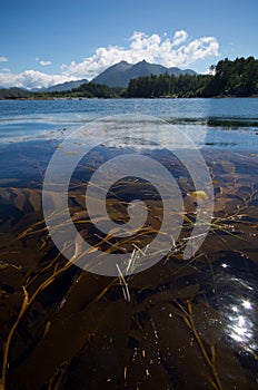 Giant kelp in calm blue waters of the Pacific with mountains of Nootka Island in distance