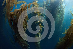 Giant Kelp Forest in California