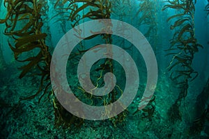 Giant Kelp Forest in California