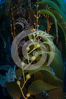 Giant Kelp Growing in California