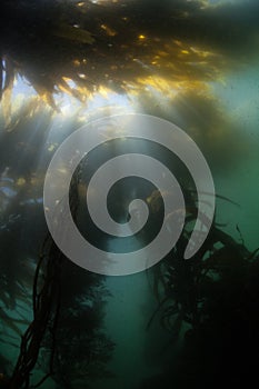 Giant Kelp and Light