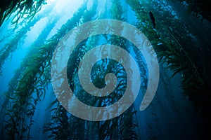 Giant Kelp Underwater Forest in California