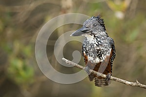 Giant King Fisher South Africa