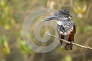 Giant King Fisher South Africa