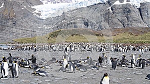 A giant King Penguin Colony at Gold Harbour, South Georgia Island.