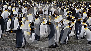 A giant King Penguin Colony at Gold Harbour, South Georgia Island.